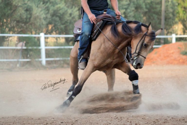 Read more about the article ספורט הרכיבה על סוסים – היבטים משפטיים